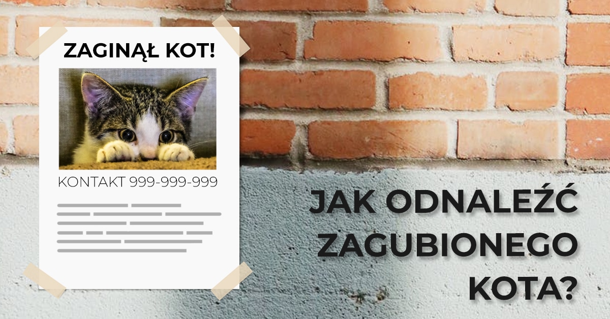 Jak odnaleźć zagubionego kota?