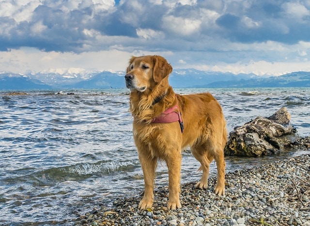 Psy dużych ras Golden retriever