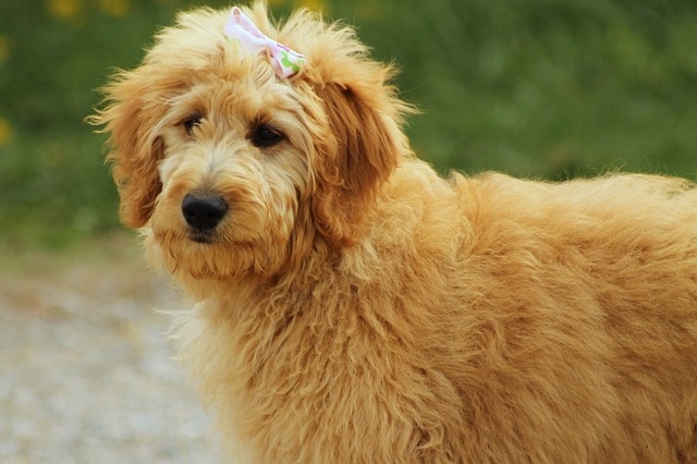 goldendoodle