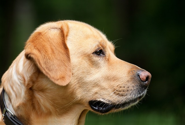 Rasy dużych psów labrador retriever