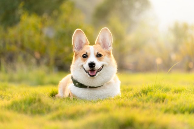 Zabawa i swoboda – jak GPS dla psa odmienia codzienne spacery?